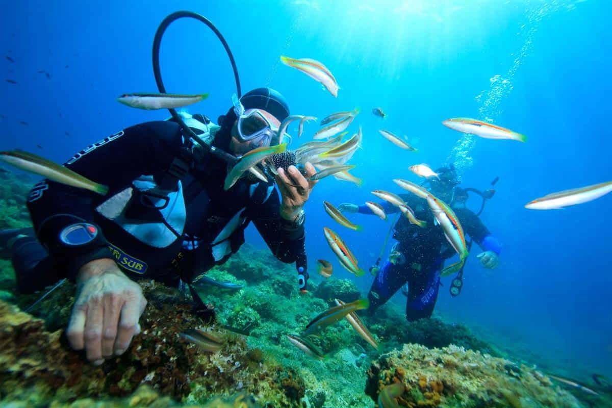 Hoạt động lặn biển ngắm san hô, ngắm hệ sinh thái biển phong phú